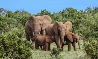 Les principales attractions touristiques en Côte d’Ivoire
